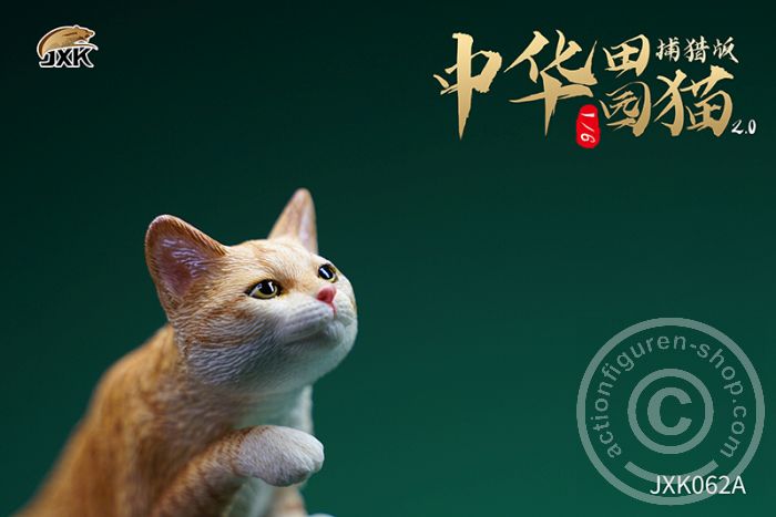 JxK062A-03 Felis catus 2.0