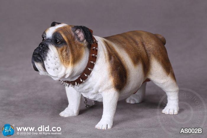AS002B-01 British Bulldog - Version B
