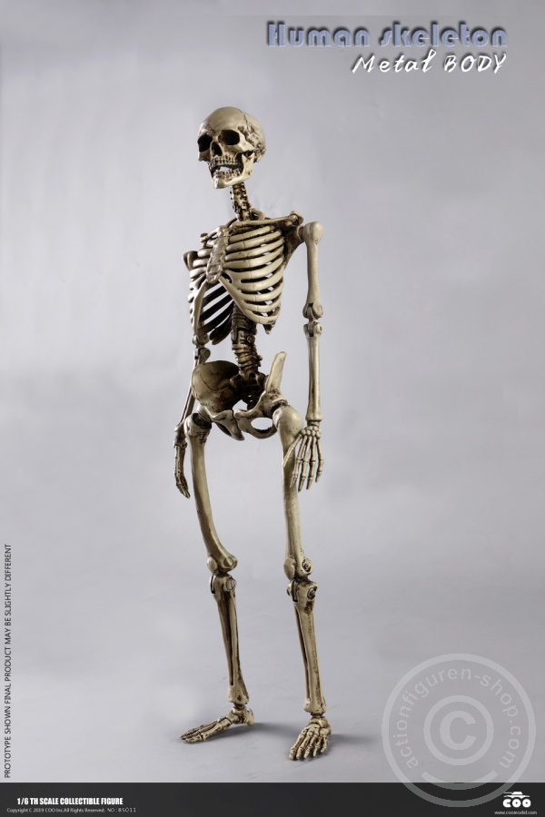 COOBS011-08VtcUhE0an0P8K The Human Skeleton - DIECAST ALLOY - Attention: with 2 left feet