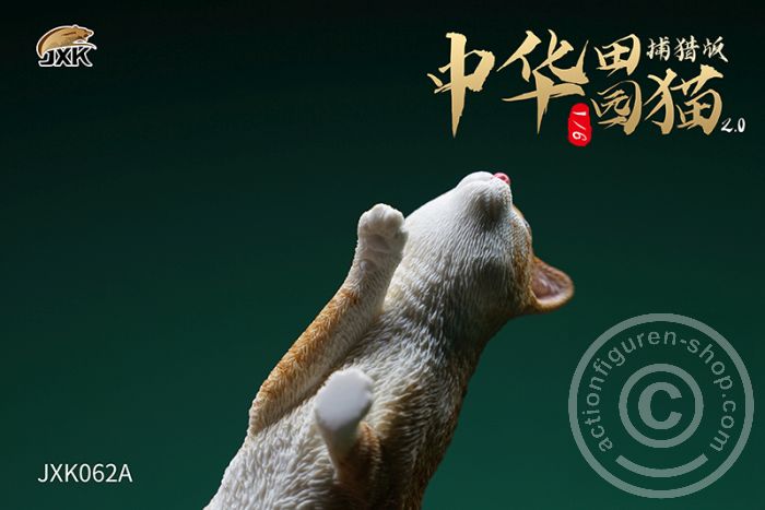 JxK062A-04 Felis catus 2.0