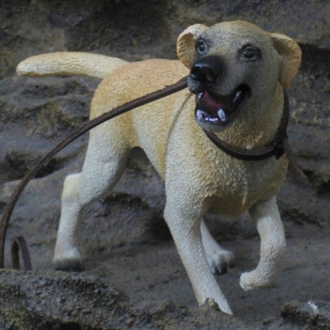 Labrador Retriever