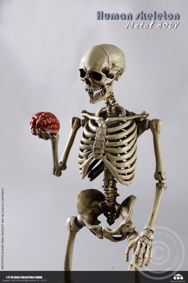 COOBS011-03 The Human Skeleton - DIECAST ALLOY - Attention: with 2 left feet