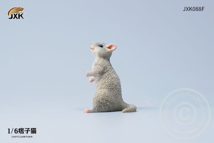 The Rat