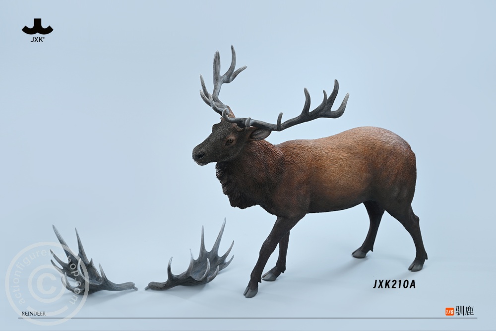 Reindeer - Color A