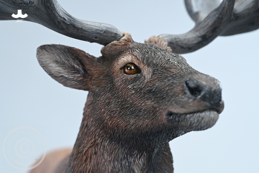 Reindeer - Color A Reindeer - Color A