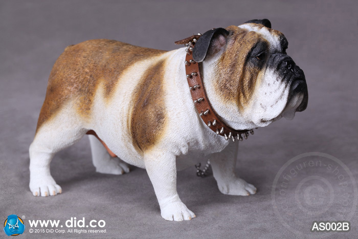 AS002B-03 British Bulldog - Version B
