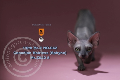 mrz042-5-02tX1G7qnXt4W47 Katze - Canadian Hairless