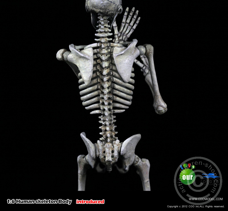 Skeleton Spear Soldier - Human Skeleton in 1:6