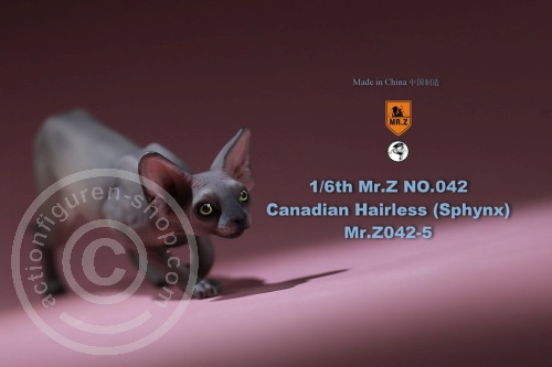 mrz042-5-045dmUoKeCl6kWh Katze - Canadian Hairless