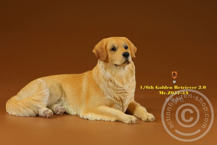 MRZ057A-02 Golden Retriever 2.0 - lying