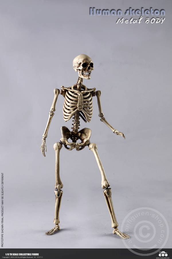 The Human Skeleton - DIECAST ALLOY