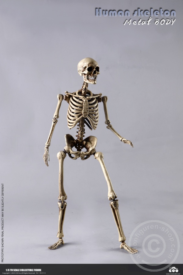 The Human Skeleton - DIECAST ALLOY - Attention: with 2 left feet