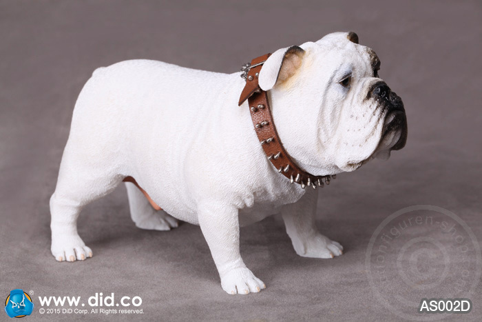 AS002D-04 British Bulldog - Version D