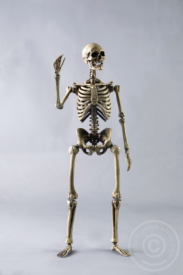 The Human Skeleton - DIECAST ALLOY